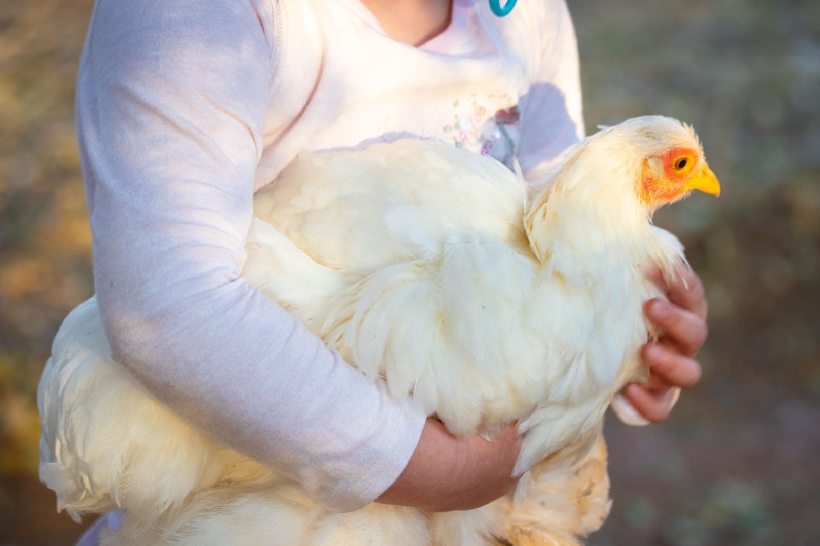 A child holding a white hen outdoors in bright sunlight