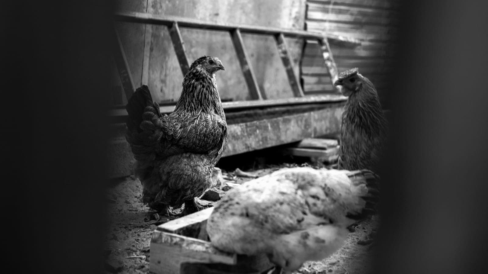 Hens feeding inside a wooden hen house and run
