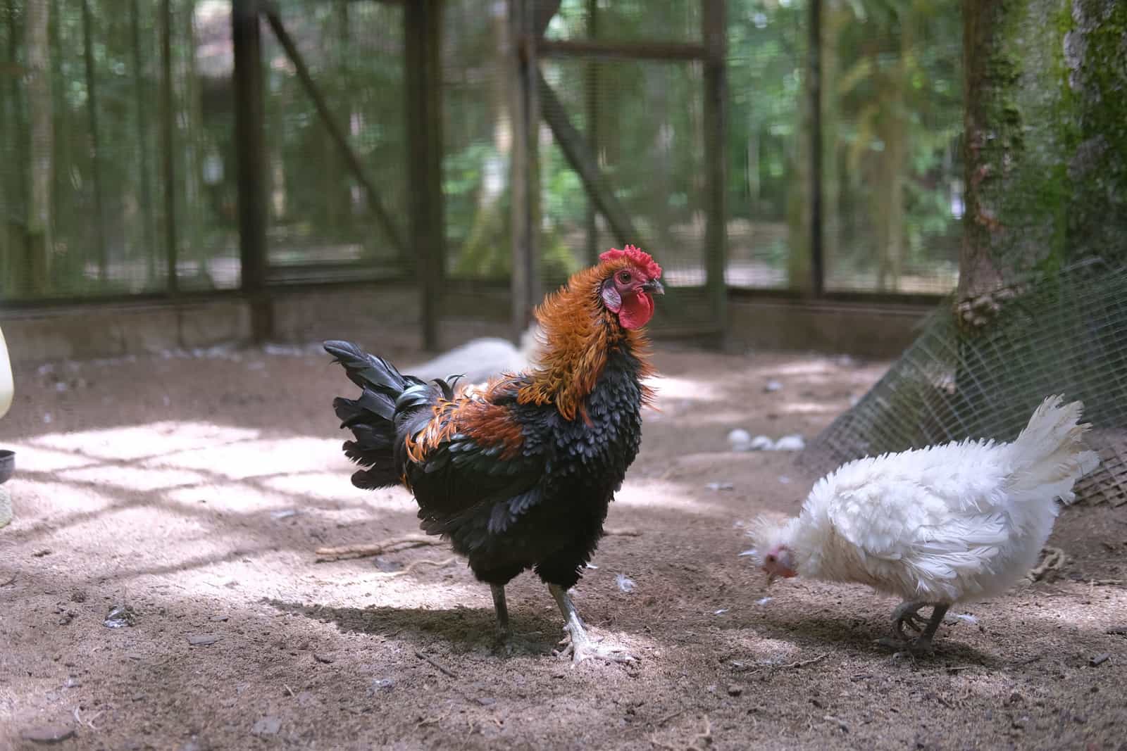 A rooster and hen in a sunny farmyard enclosure