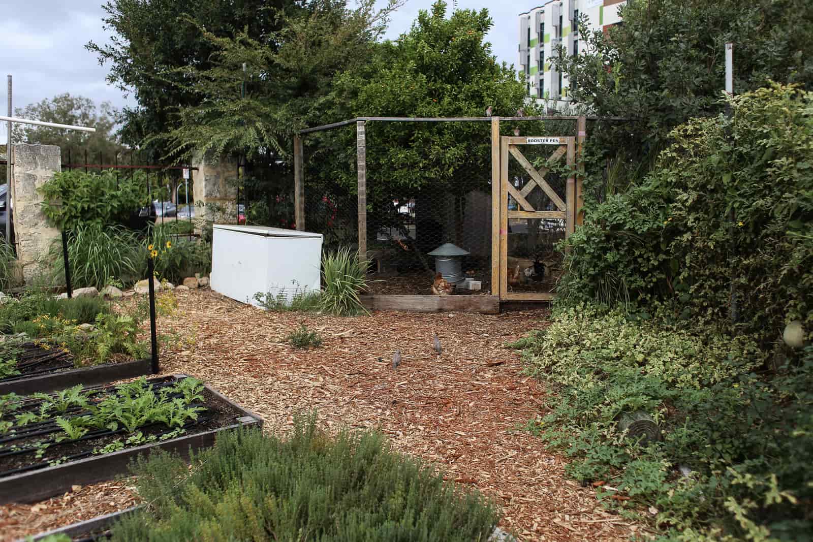 A small wooden chicken coop in a planted garden