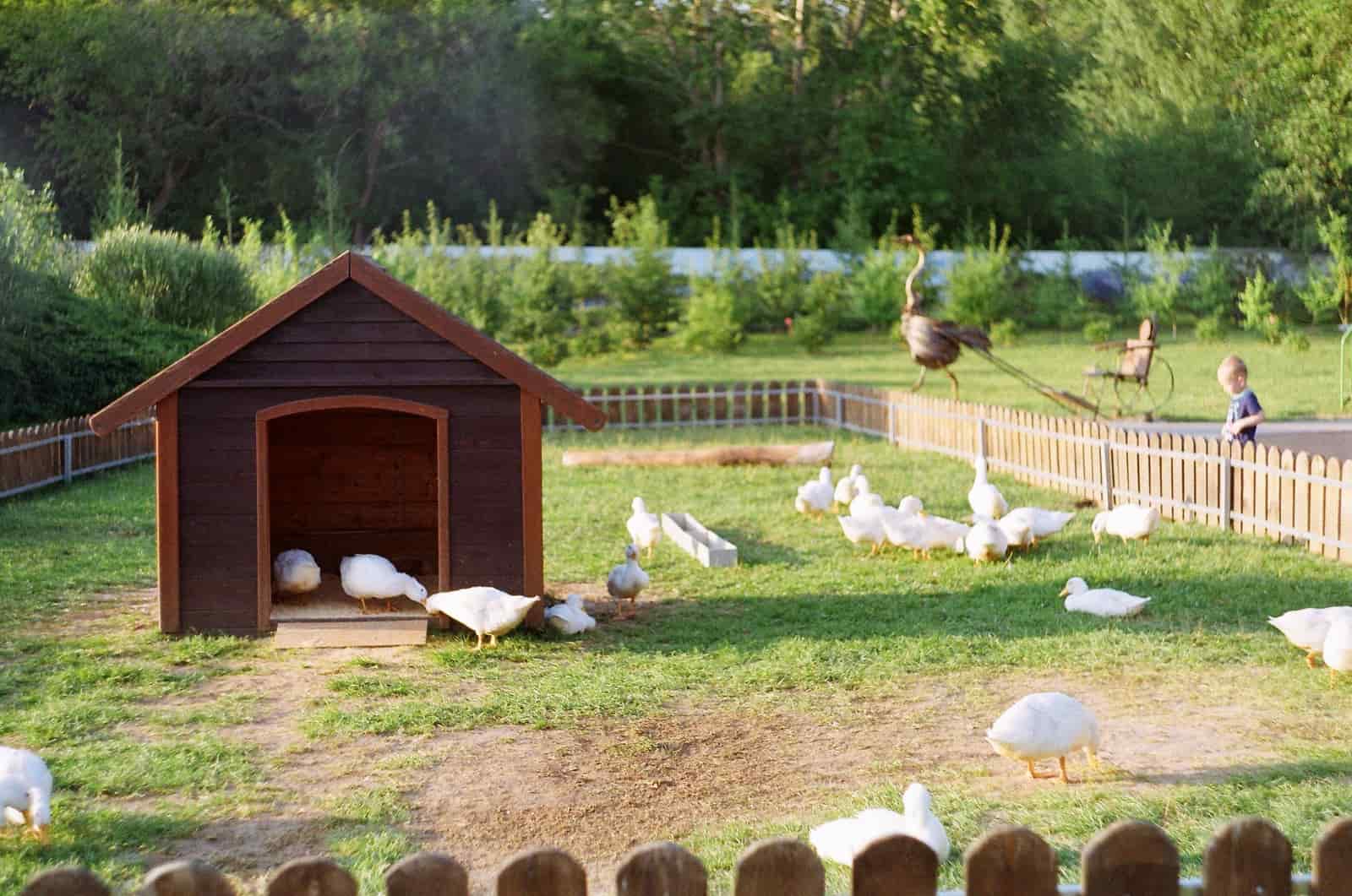 Ducks on a farm on a sunny day