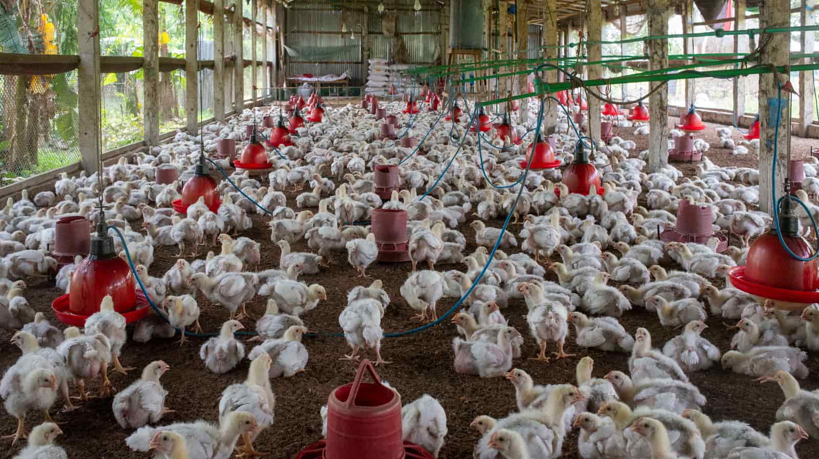 Chickens inside a large housed poultry enclosure