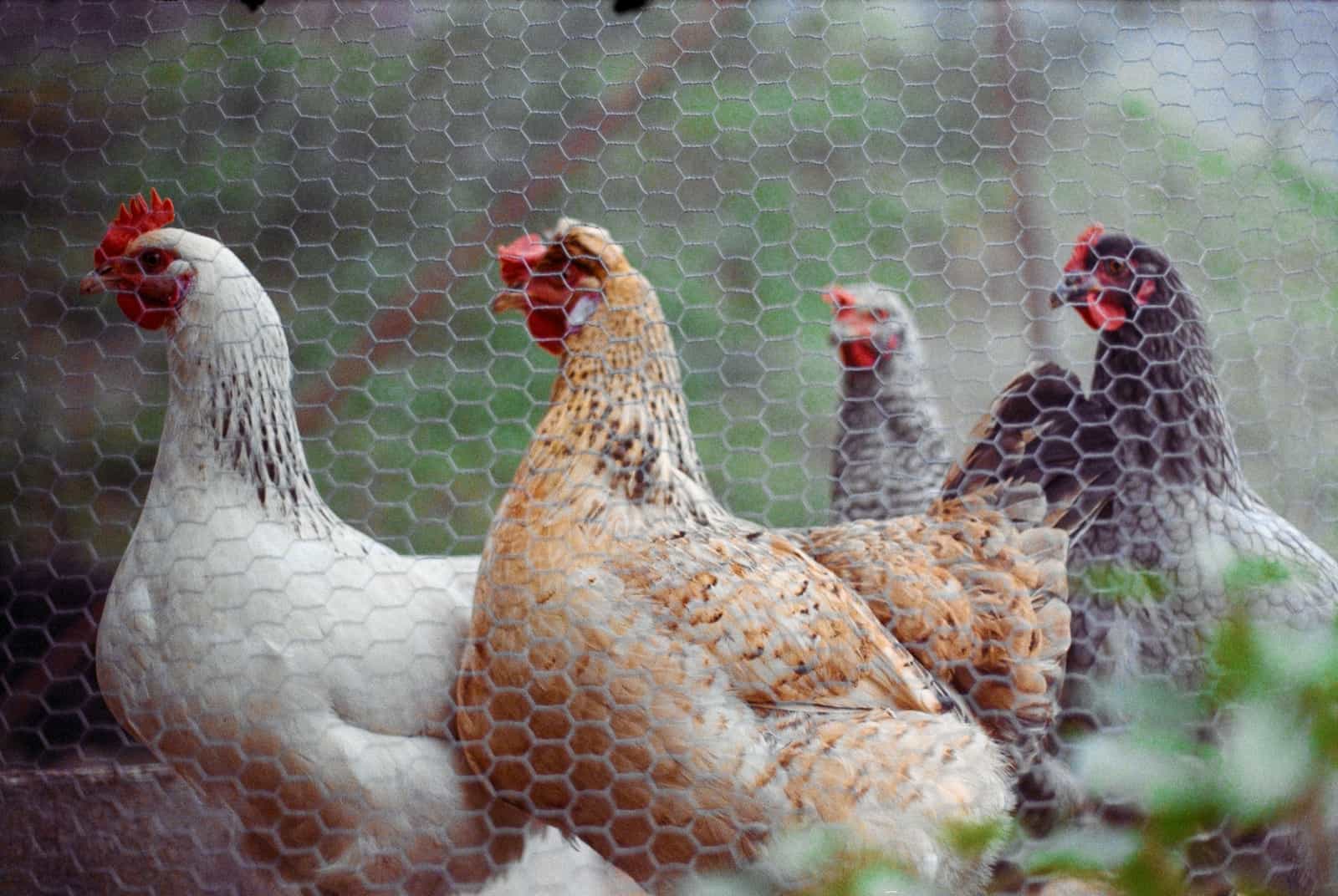 Hens behind a wire mesh fence on a farm