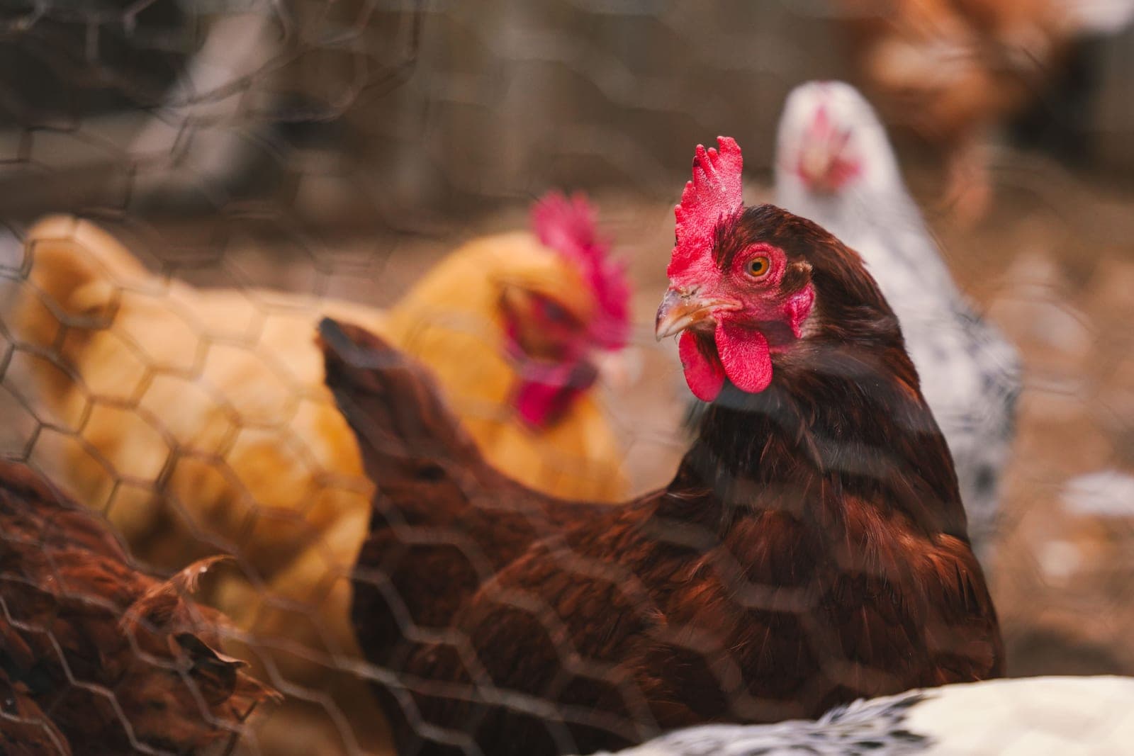 Hens inside a tall fenced enclosure