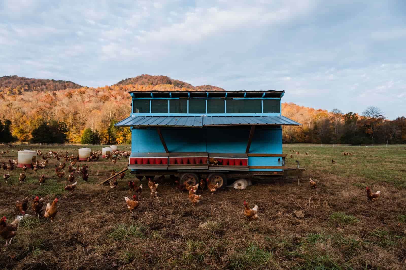 Chickens beside a movable coop on open ground