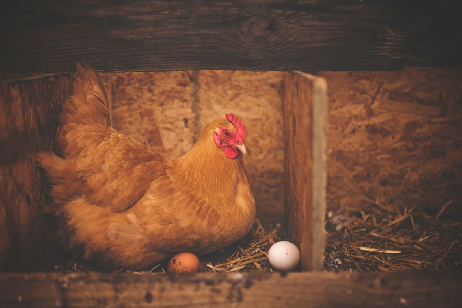 A hen sitting in a wooden nest with two eggs