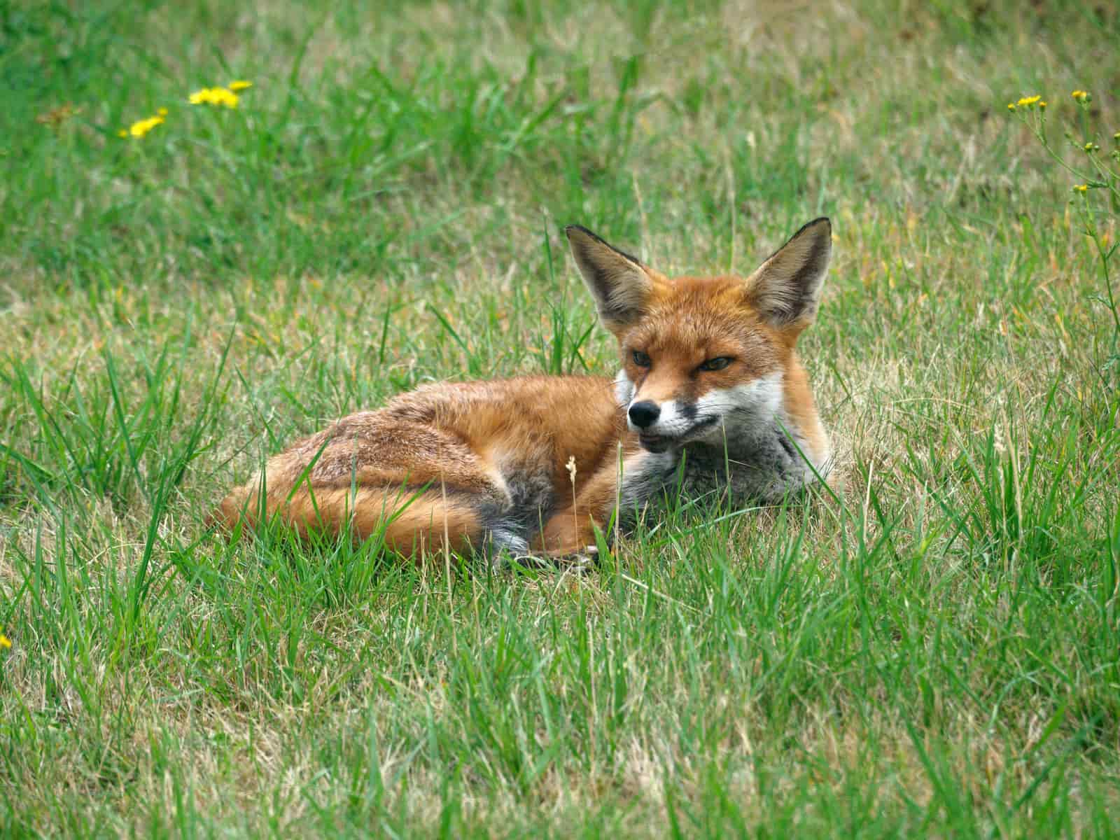 A fox at rest in long grass