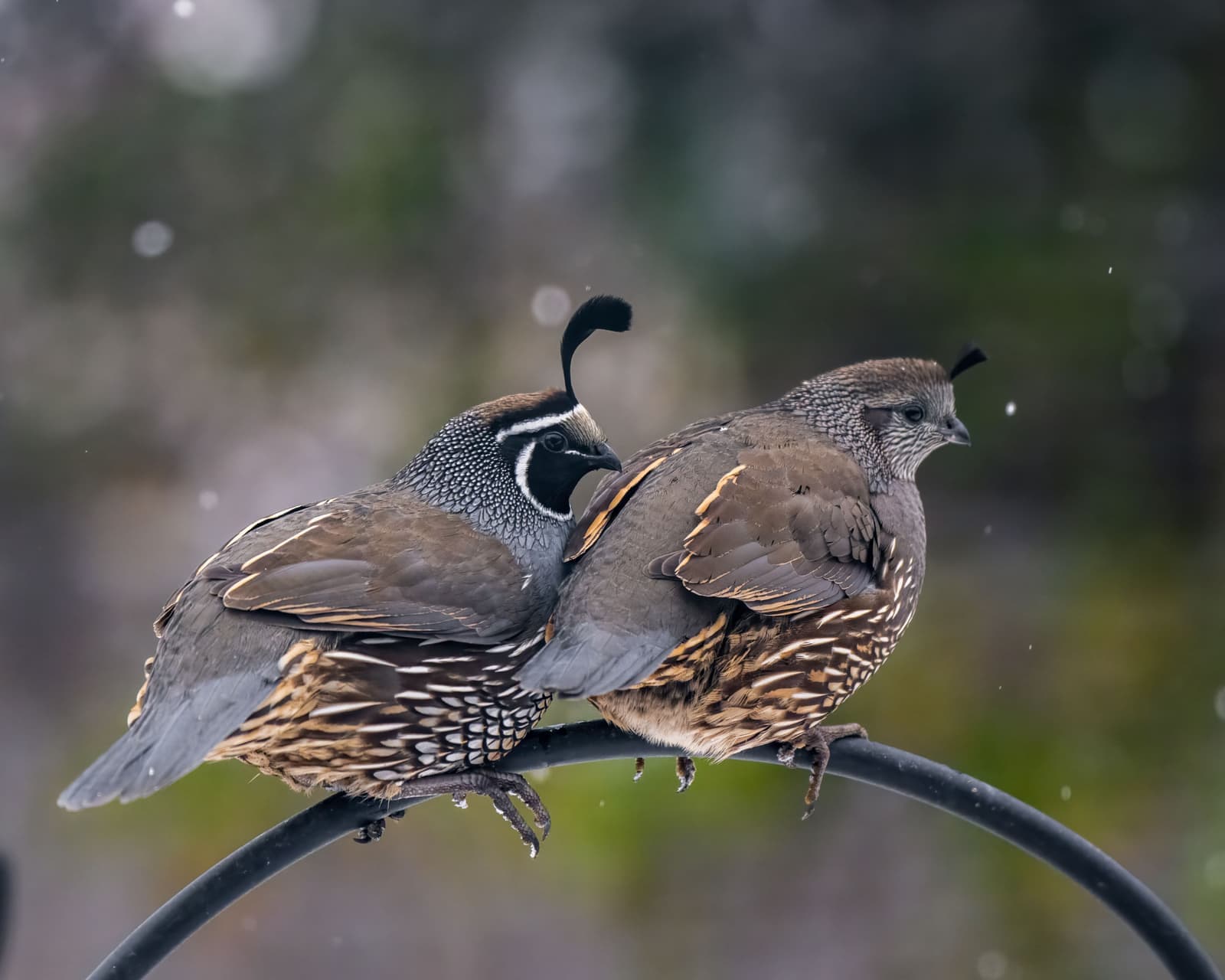 Two California quails perched on a twig