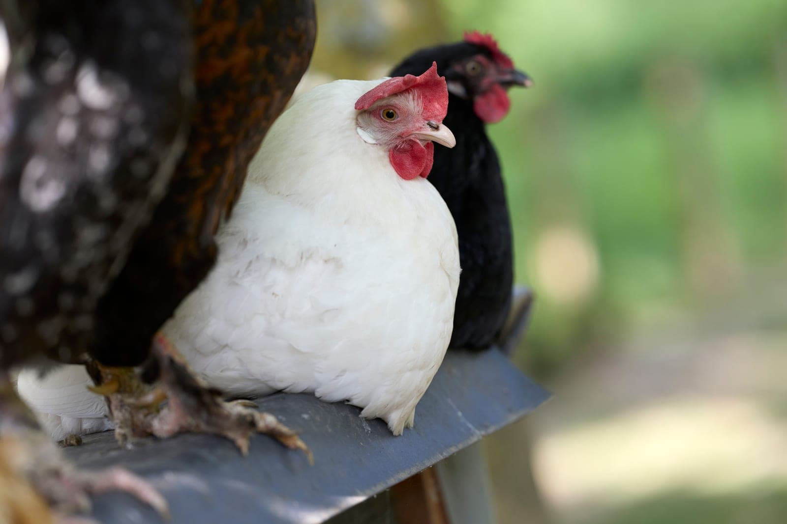 Chickens resting together on a perch outdoors