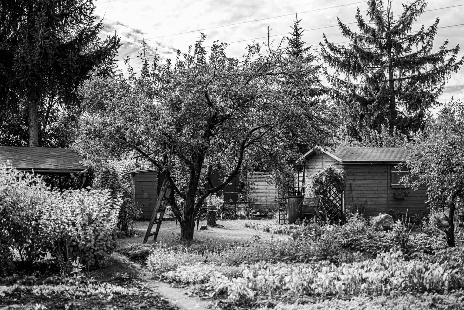 A rustic garden shed among trees