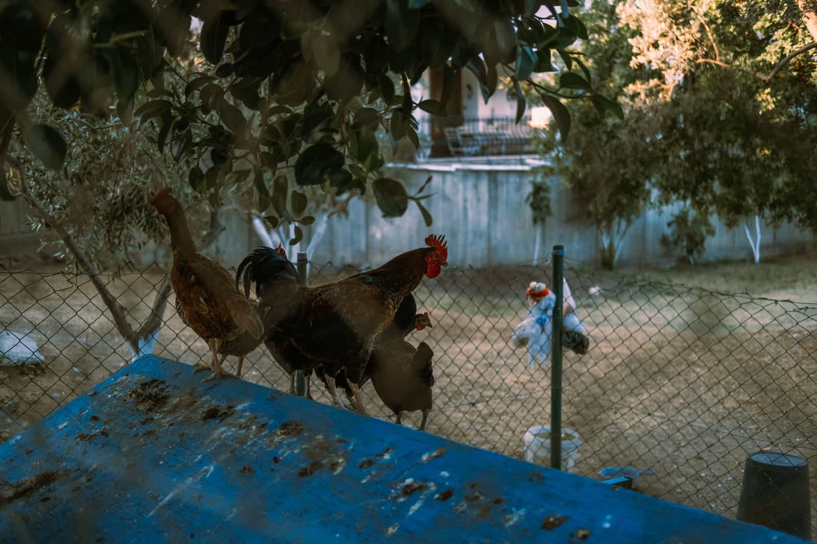 Chickens resting in the shade of a backyard enclosure