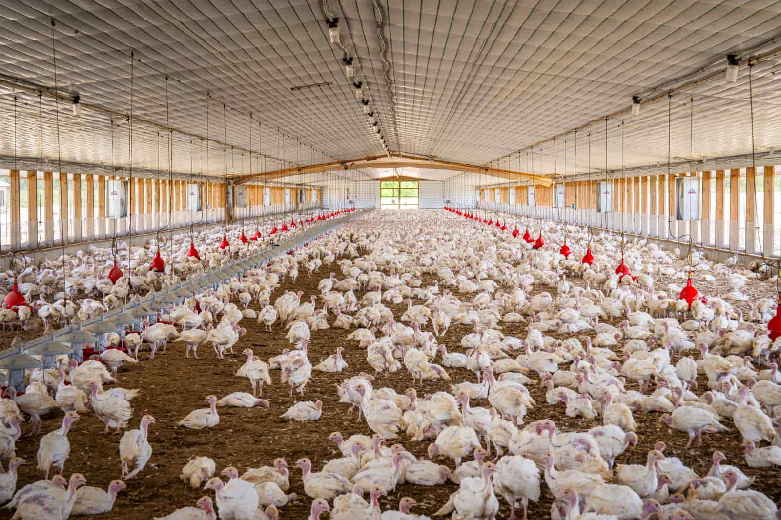 Turkeys in a large poultry house