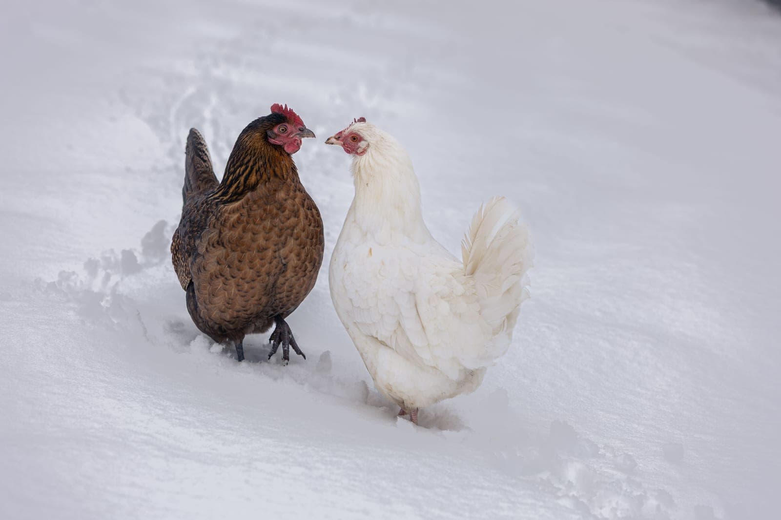 Hens outdoors in snow